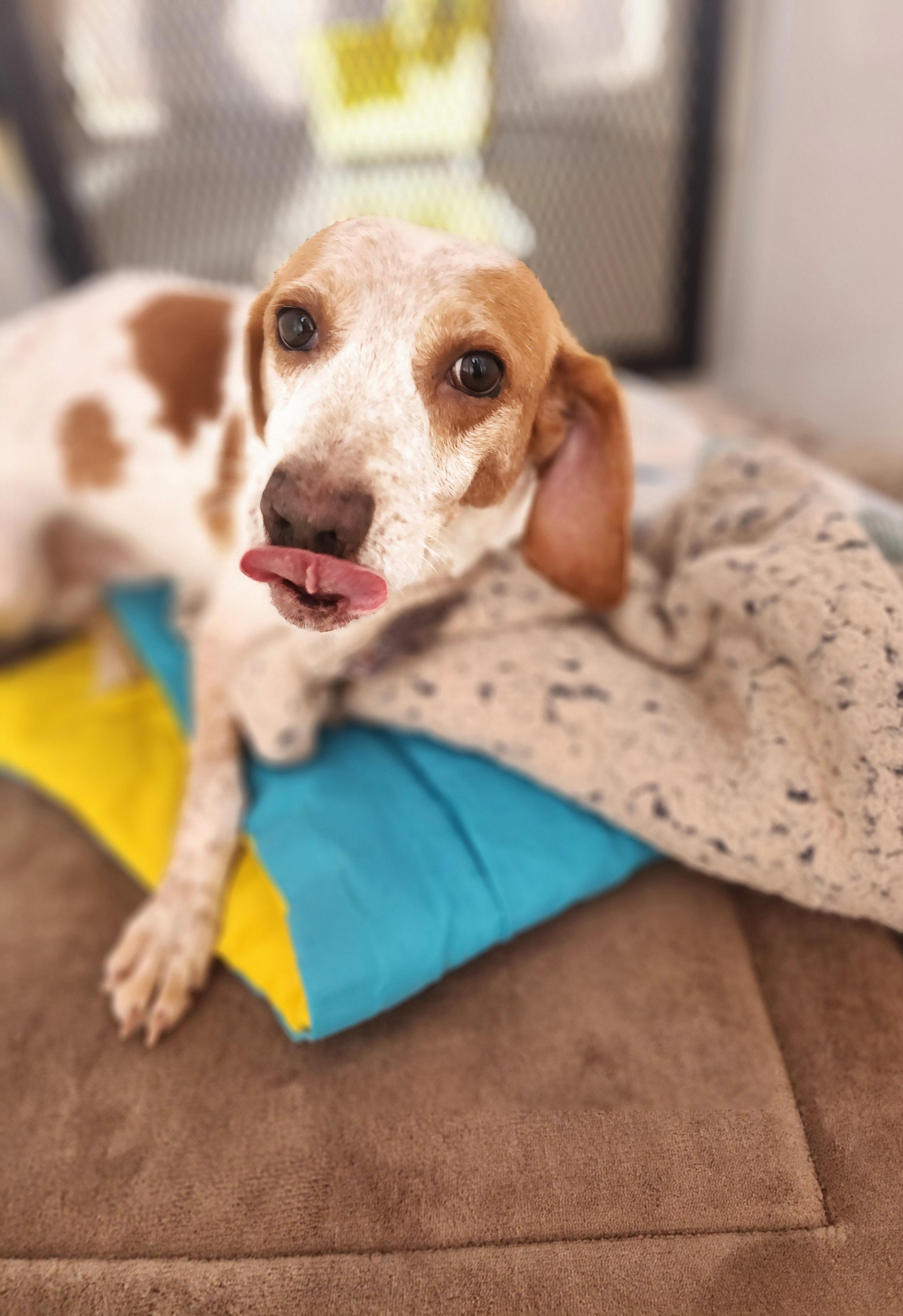 Usher, an adoptable Beagle, German Shorthaired Pointer in Hartville, WY, 82215 | Photo Image 6
