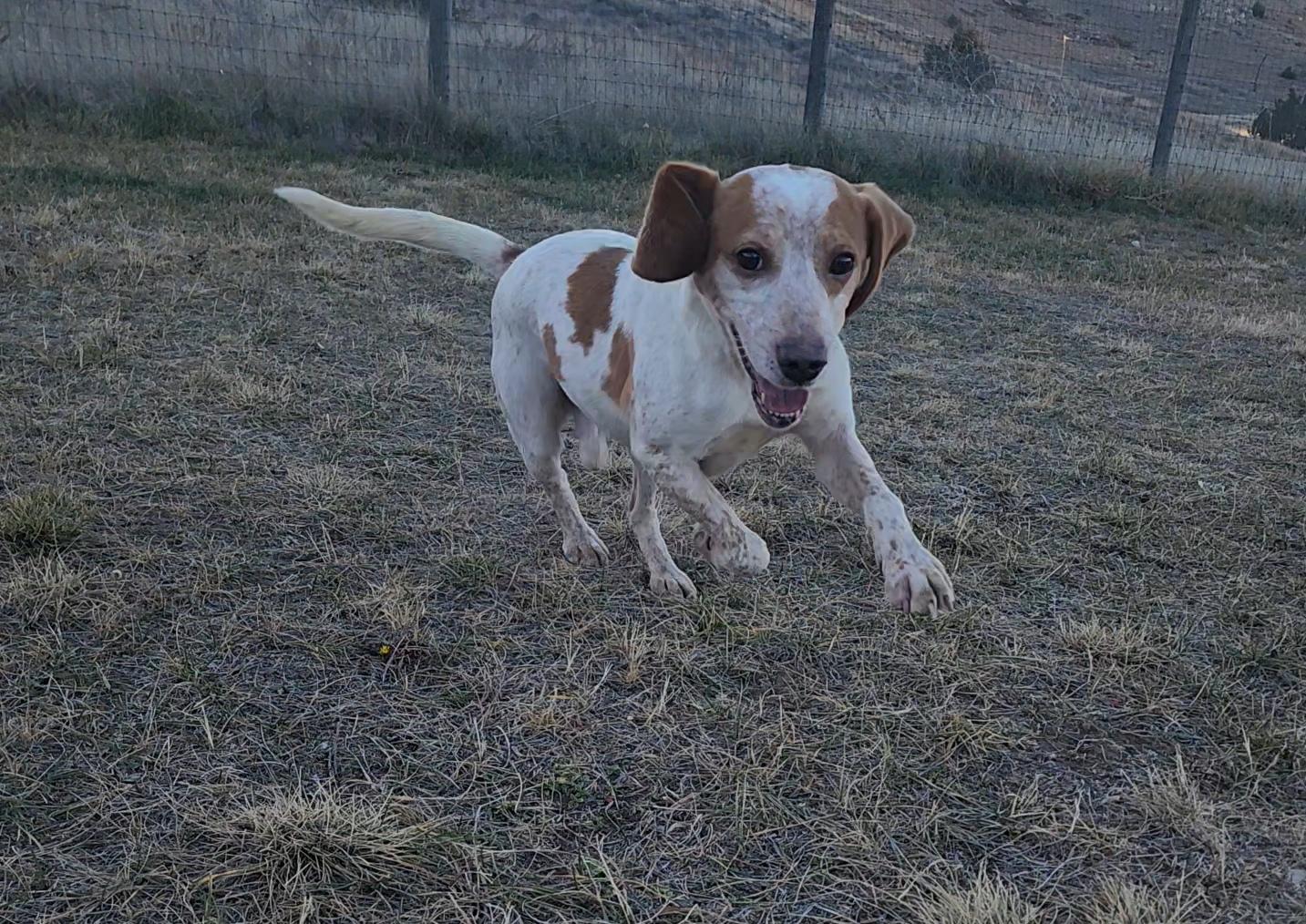 Usher, an adoptable Beagle, German Shorthaired Pointer in Hartville, WY, 82215 | Photo Image 2