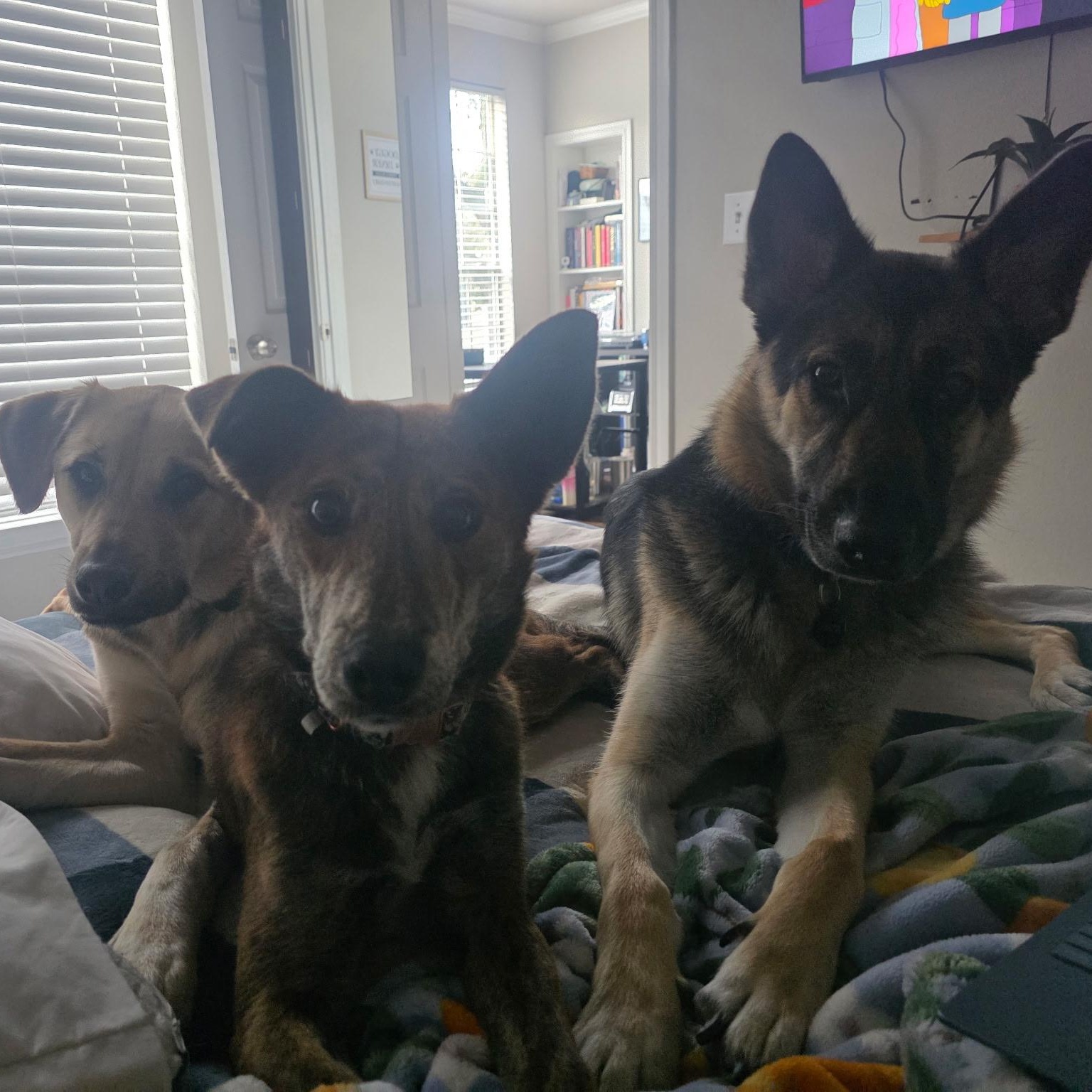 Cinnamon — thumbnail 2