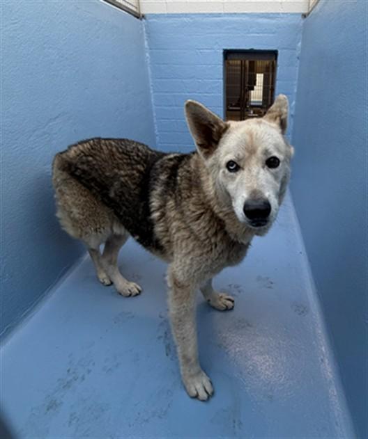 ICE, Adoptable, Adult Male Alaskan Malamute & German Shepherd Dog.
