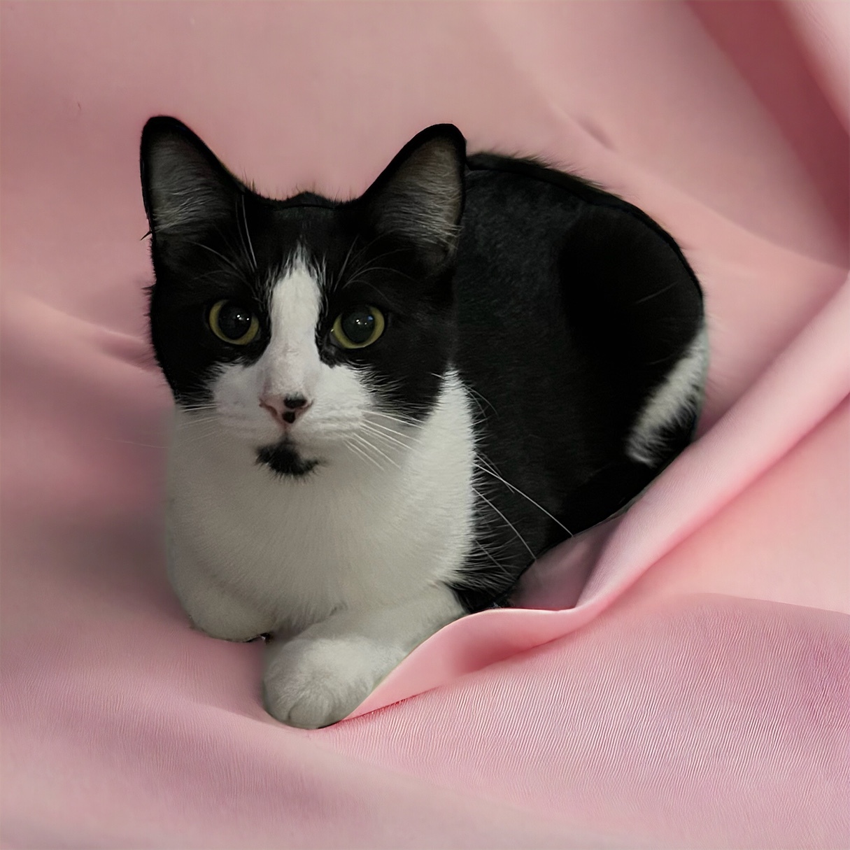 Phoebe 1