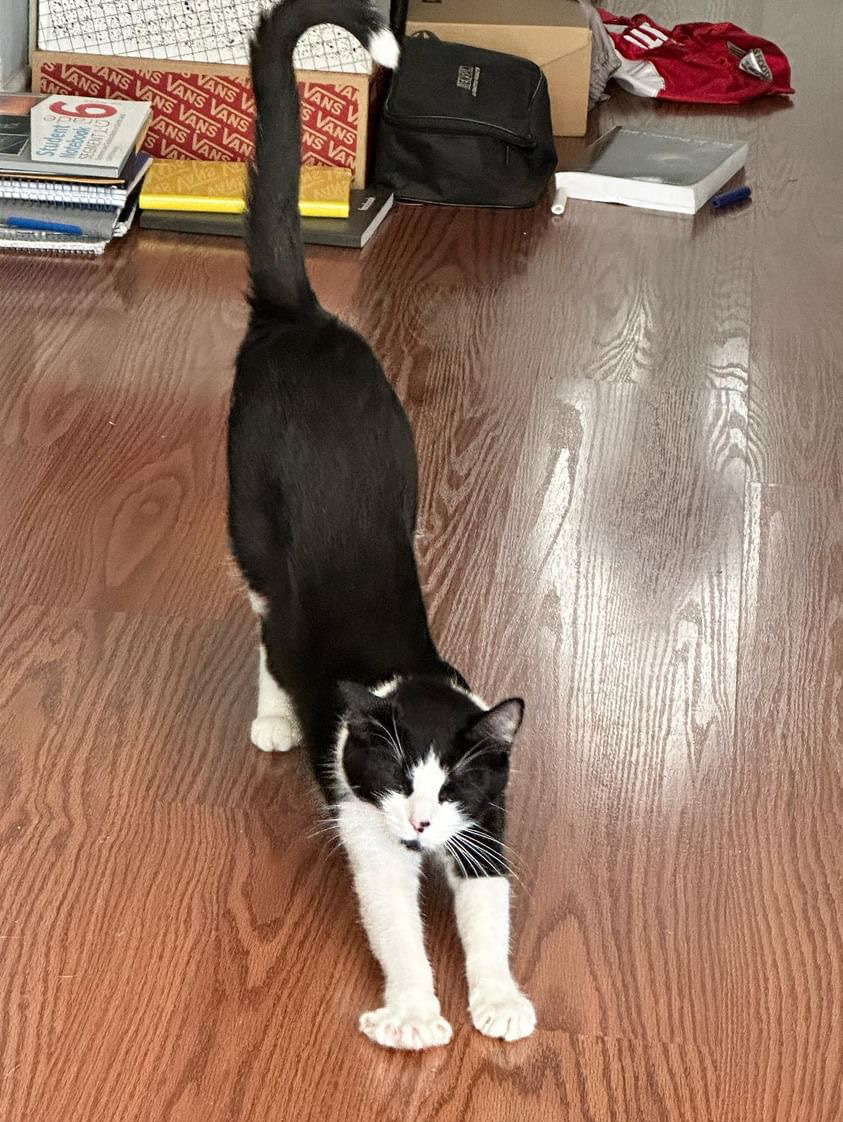 Phoebe 4