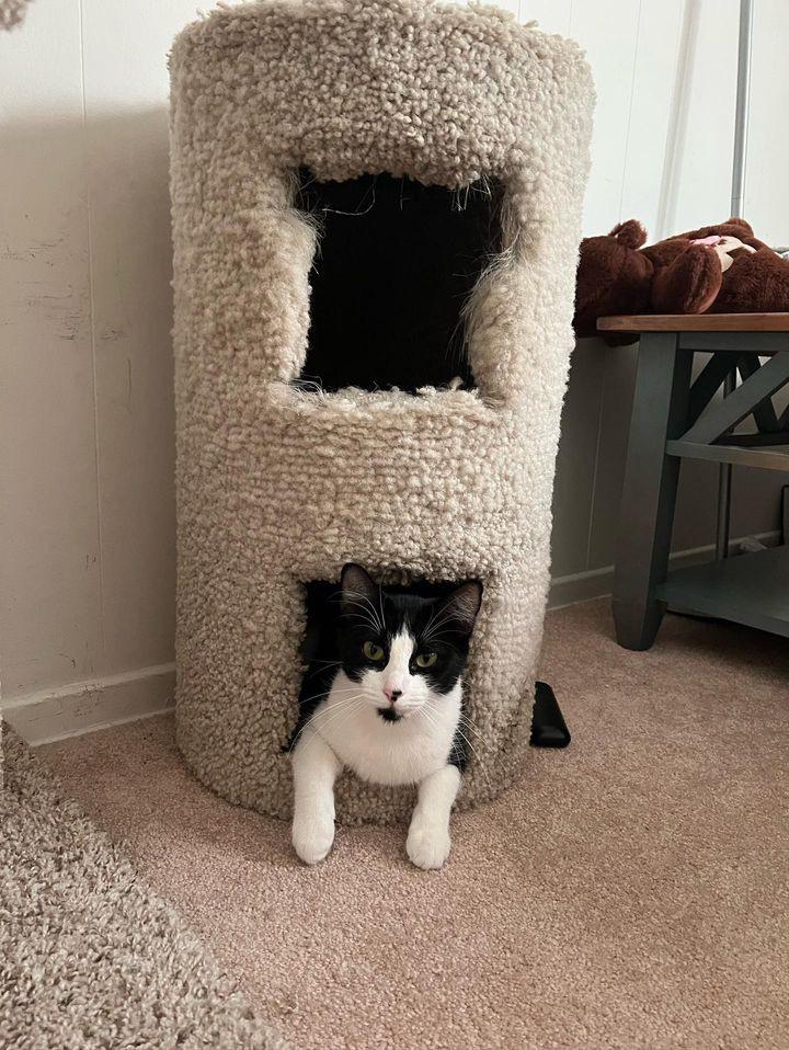 Phoebe 3