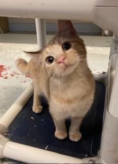 RumChata, Adoptable, Young Female Domestic Short Hair.