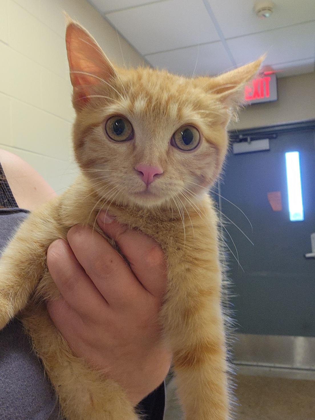 RumChata, a Adoptable Domestic Short Hair in Mason City, IA image 2/2