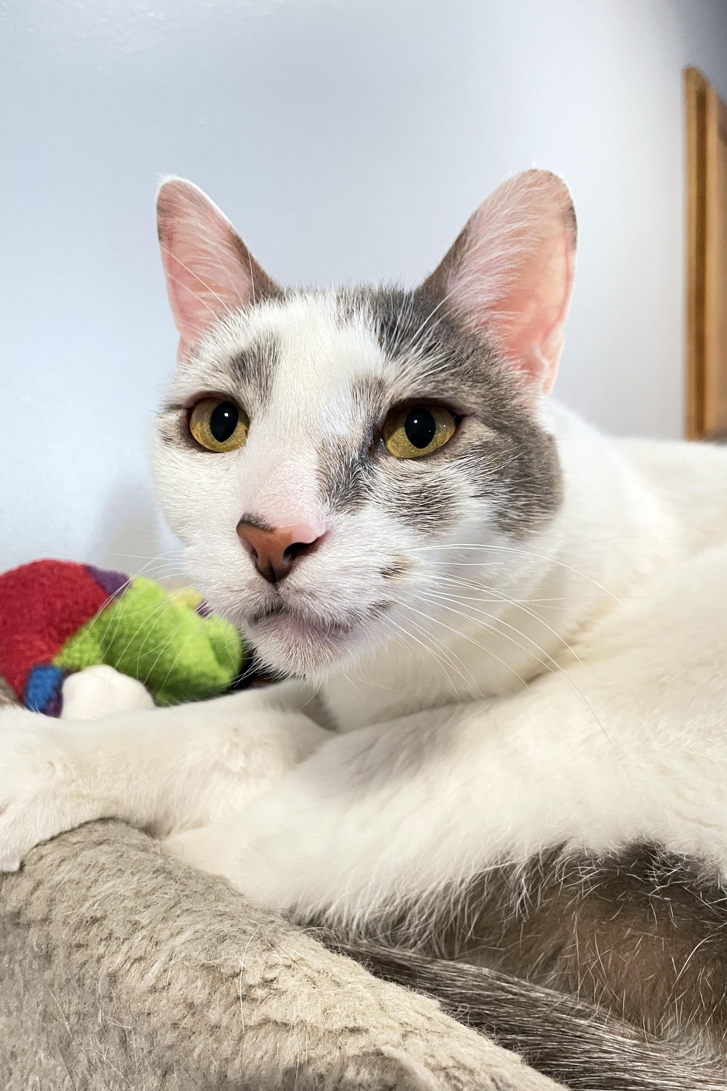 Enlarge Lucky, a ADOPTABLE Domestic Short Hair in Lincoln, NE image 1/1