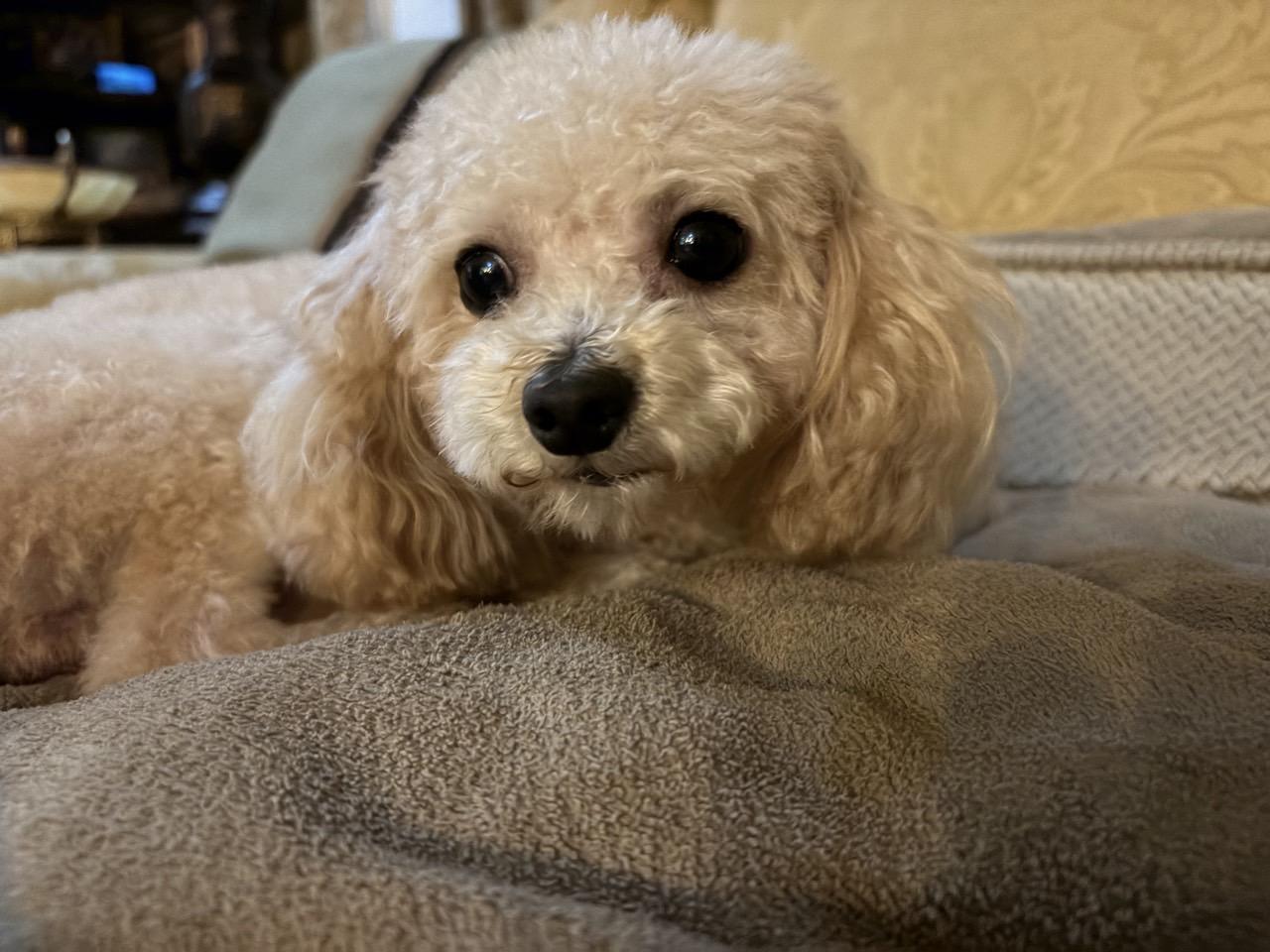 Enlarge Teddy, a ADOPTABLE Poodle (Toy) in Mansfield, TX image 3/4