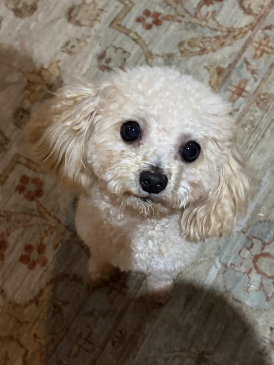 Enlarge Teddy, a ADOPTABLE Poodle (Toy) in Mansfield, TX image 1/4