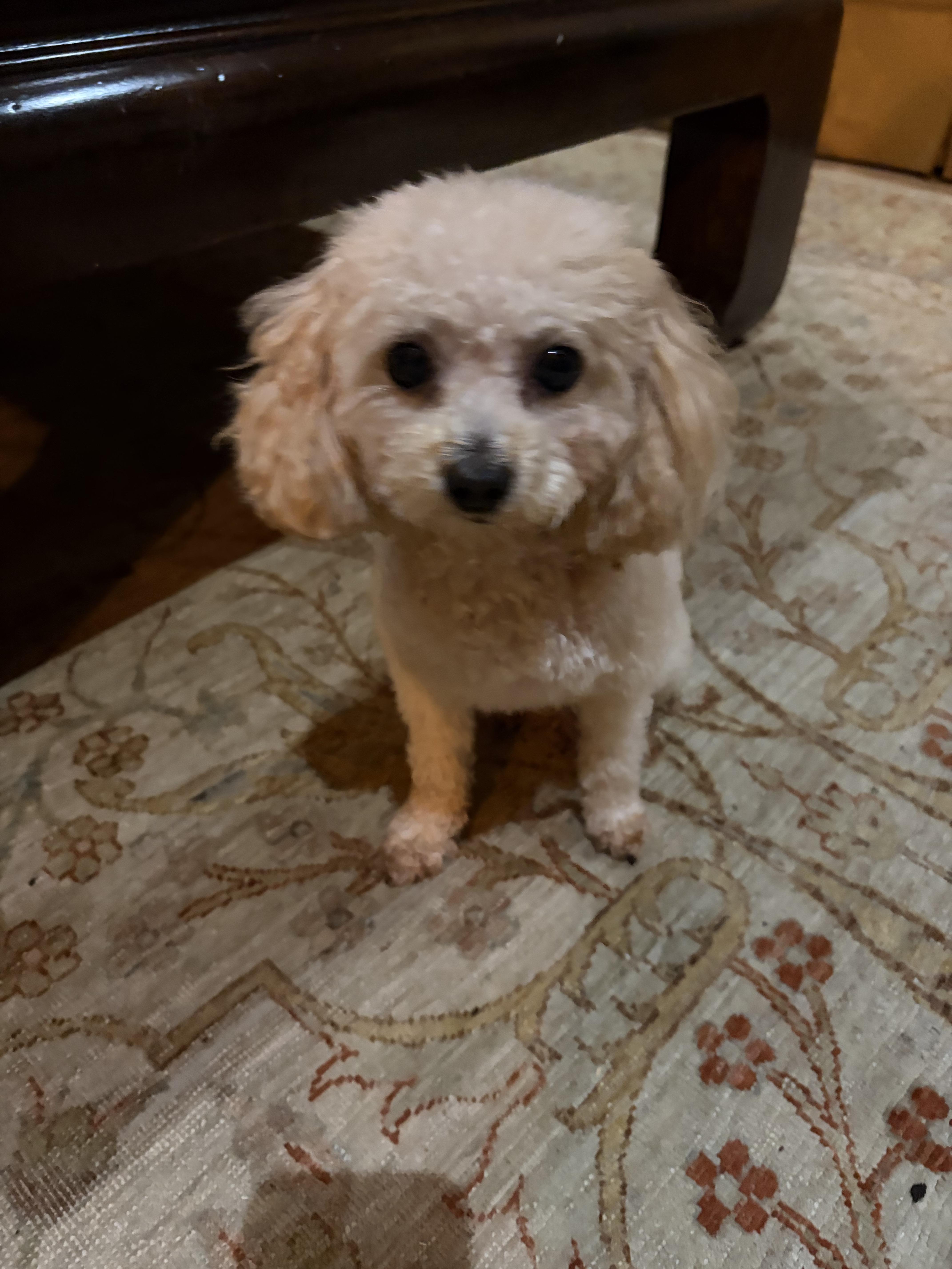 Enlarge Teddy, a ADOPTABLE Poodle (Toy) in Mansfield, TX image 2/4