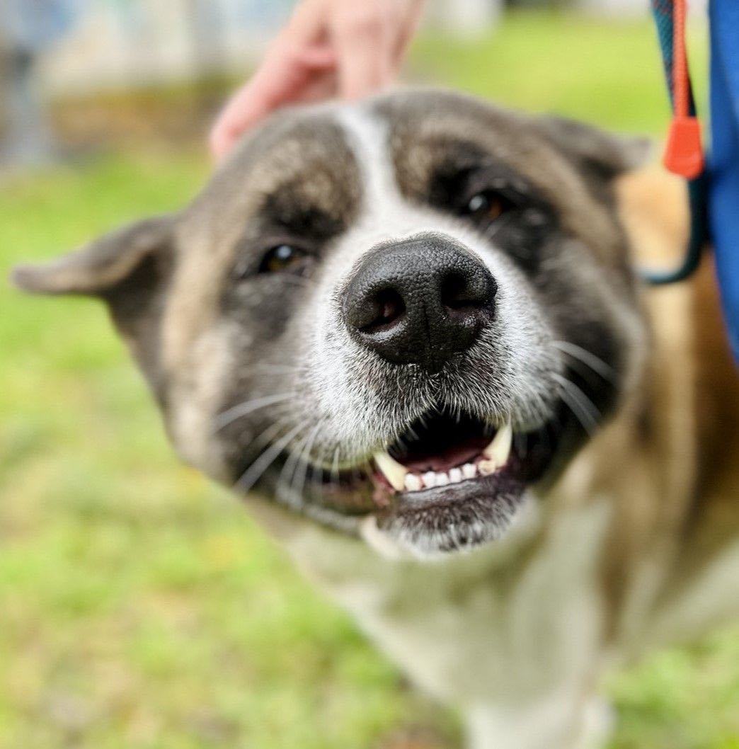 Enlarge Tobi, a Adoptable Akita in San Francisco, CA image 1/6