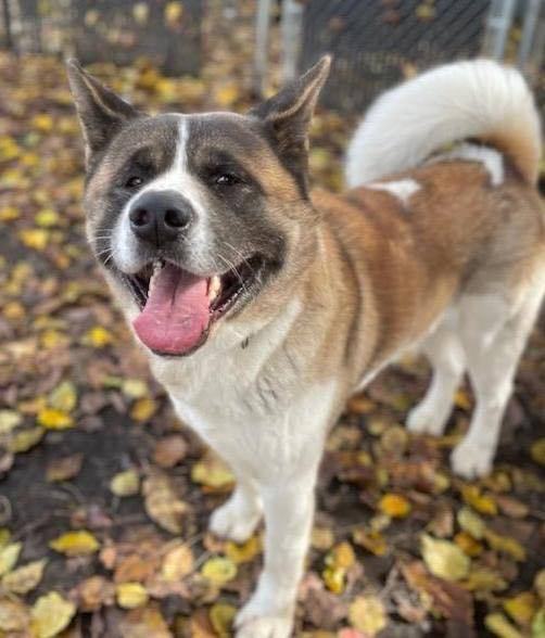 Enlarge Tobi, a Adoptable Akita in San Francisco, CA image 2/6