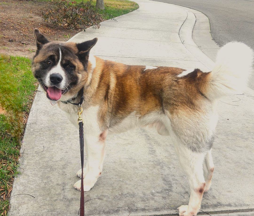 Enlarge Tobi, a Adoptable Akita in San Francisco, CA image 3/6