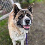 Enlarge Tobi, a Adoptable Akita in San Francisco, CA image 4/6