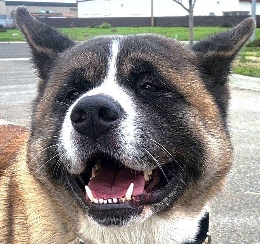 Enlarge Tobi, a Adoptable Akita in San Francisco, CA image 5/6