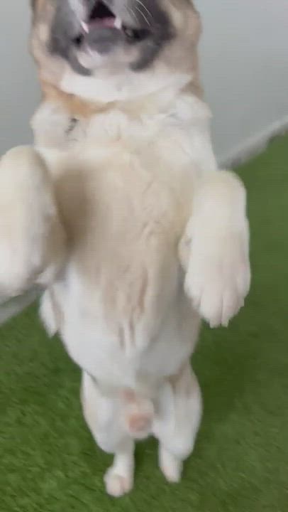 Enlarge Tobi, a Adoptable Akita in San Francisco, CA video 6/6