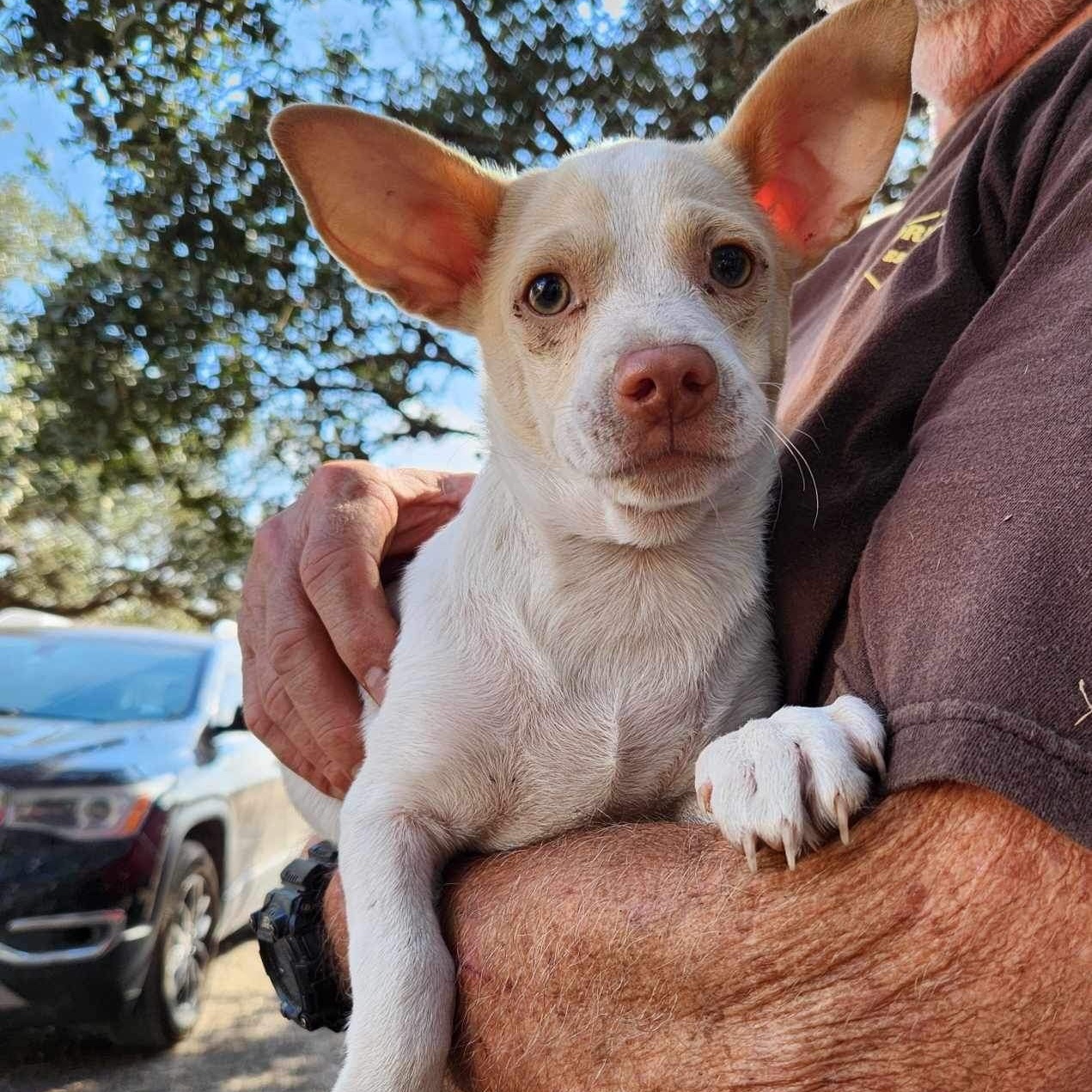 Tater Tot PC, Baby Male Chihuahua