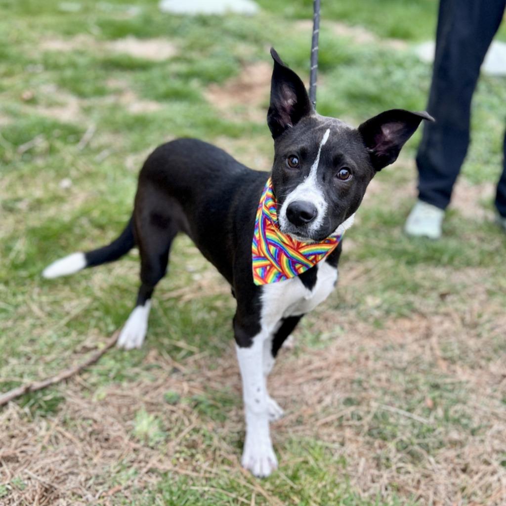 Tansy, Adoptable, Puppy Female Border Collie & Mixed Breed.