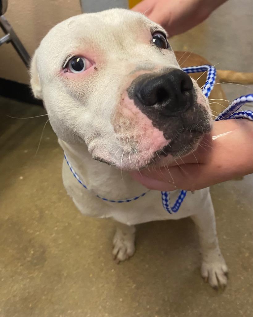 Lola, Adoptable, Young Female Pit Bull Terrier & Mixed Breed.