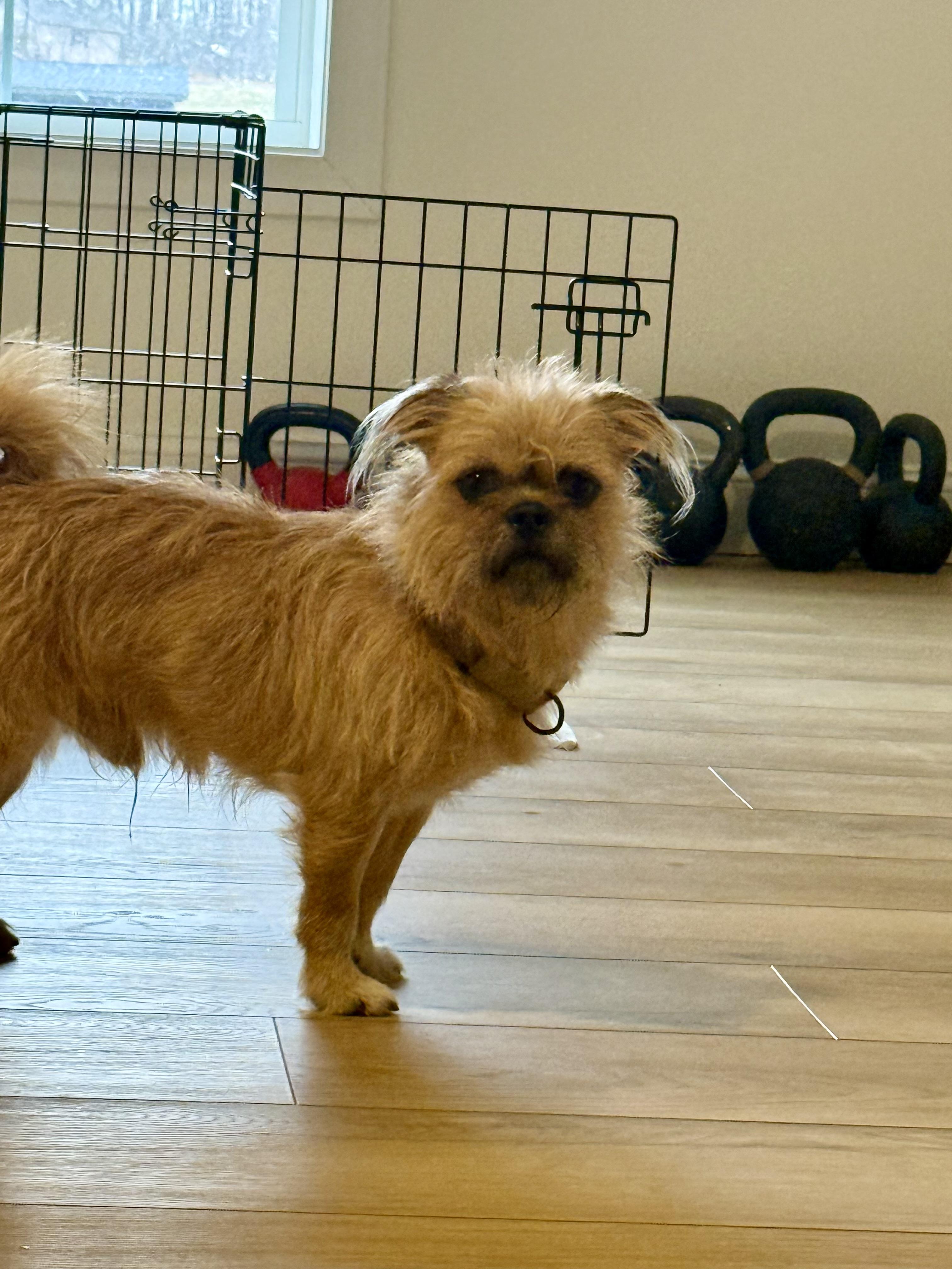 Enlarge Figaro , a ADOPTABLE mixed breed in Gainesville, VA image 1/6