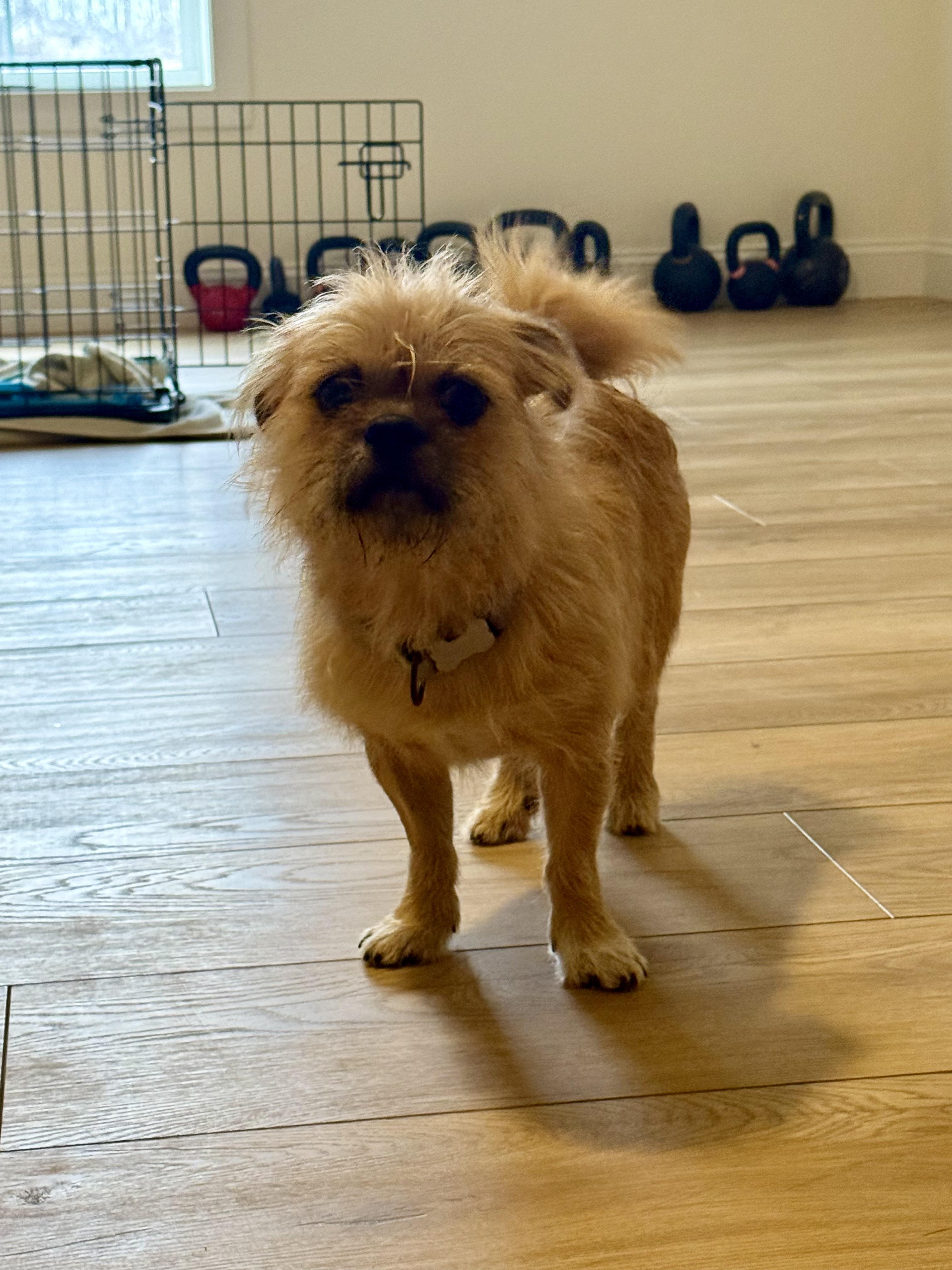 Enlarge Figaro , a ADOPTABLE mixed breed in Gainesville, VA image 3/6