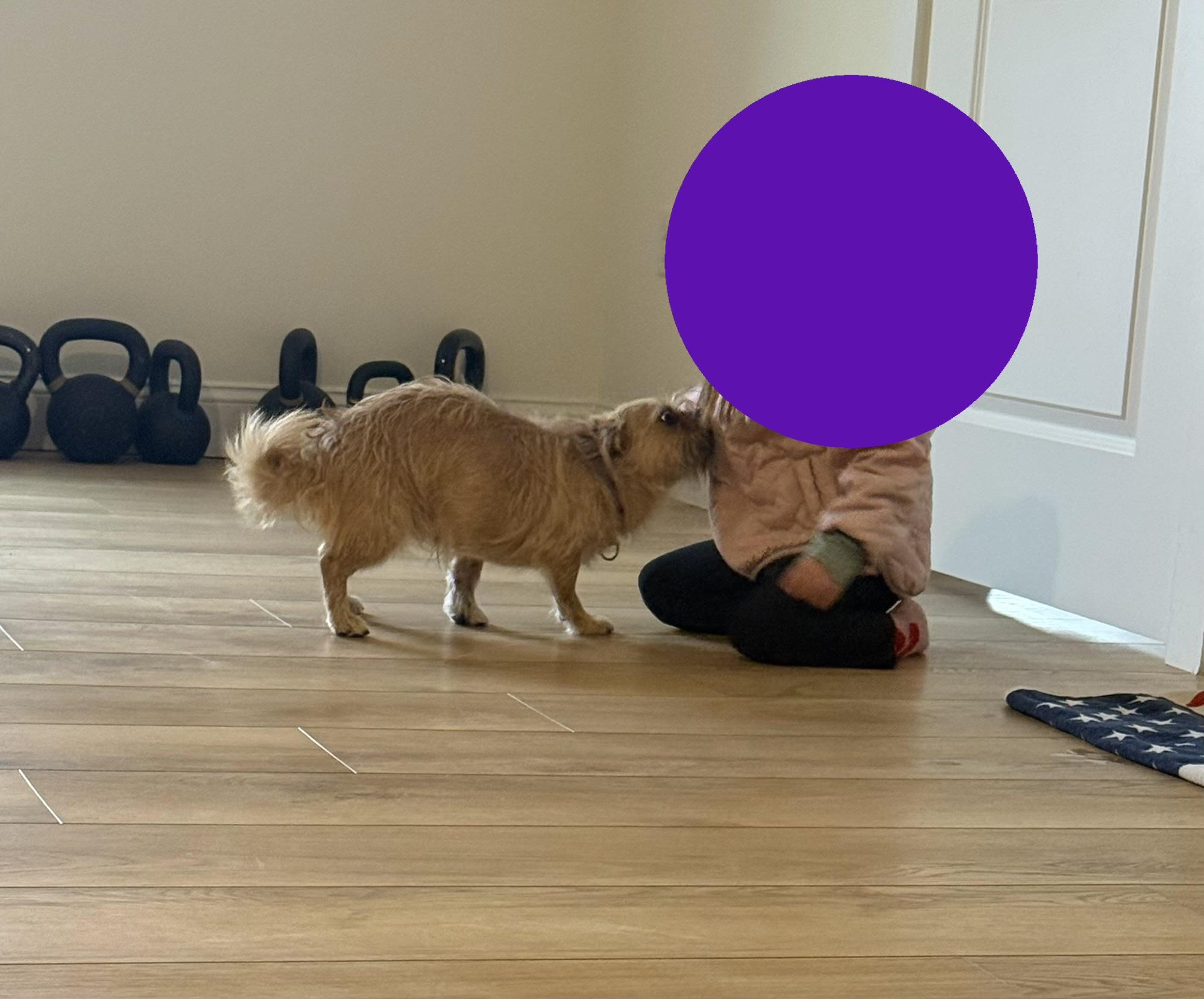 Enlarge Figaro , a ADOPTABLE mixed breed in Gainesville, VA image 6/6