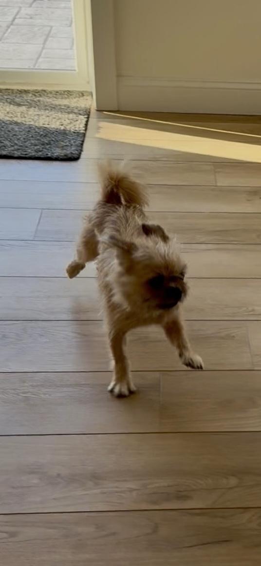 Enlarge Figaro , a ADOPTABLE mixed breed in Gainesville, VA image 4/6