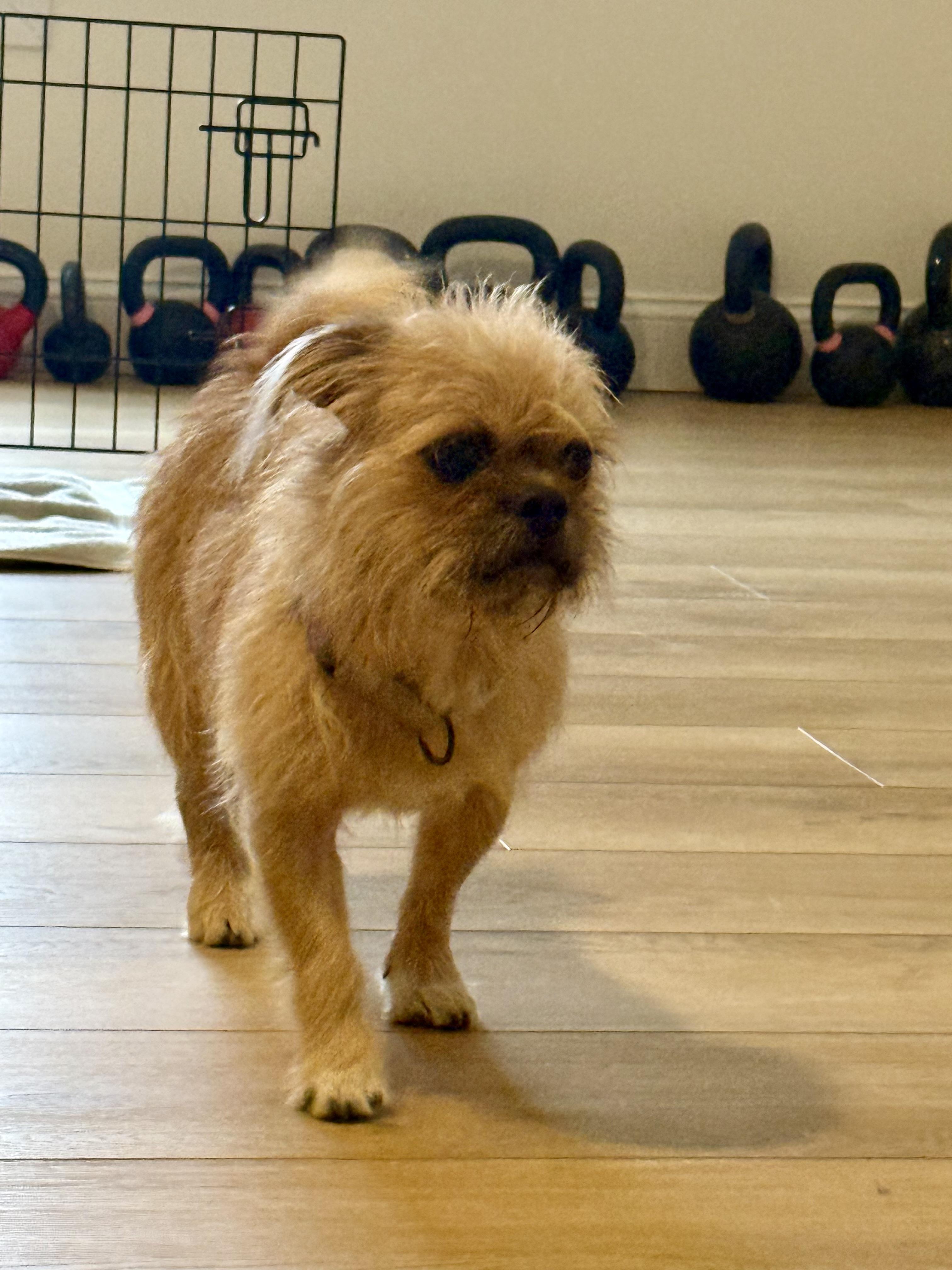 Enlarge Figaro , a ADOPTABLE mixed breed in Gainesville, VA image 2/6