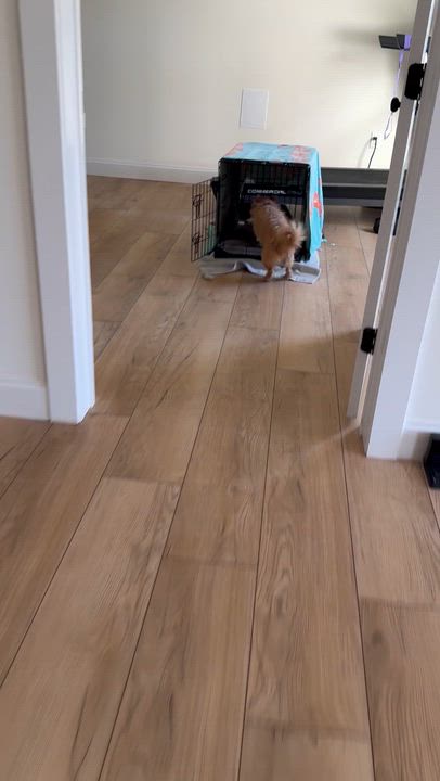 Enlarge Figaro , a ADOPTABLE mixed breed in Gainesville, VA video 5/6