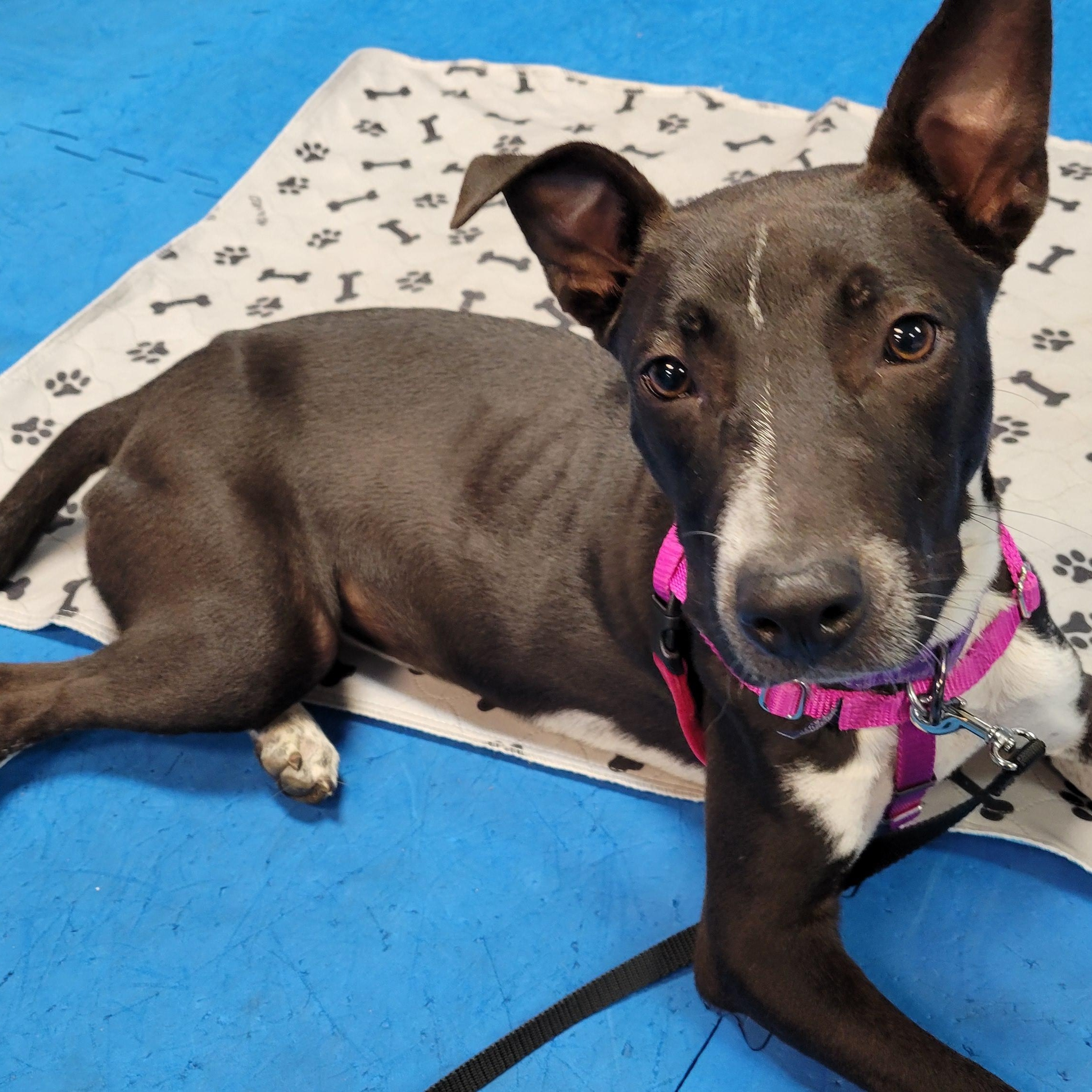 Sasha, Adoptable, Young Female American Staffordshire Terrier & German Shepherd Dog.