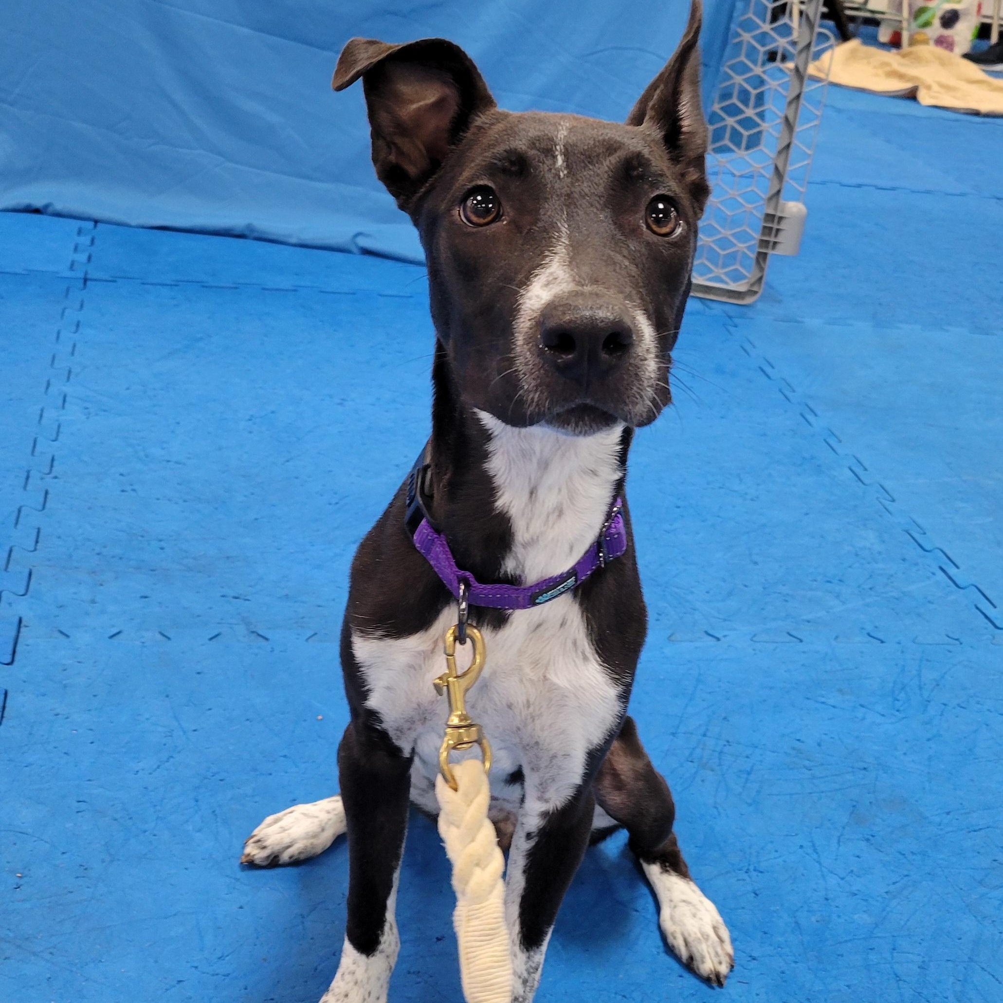 Enlarge Sasha, a Adoptable mixed breed in Jackson, NJ image 2/4