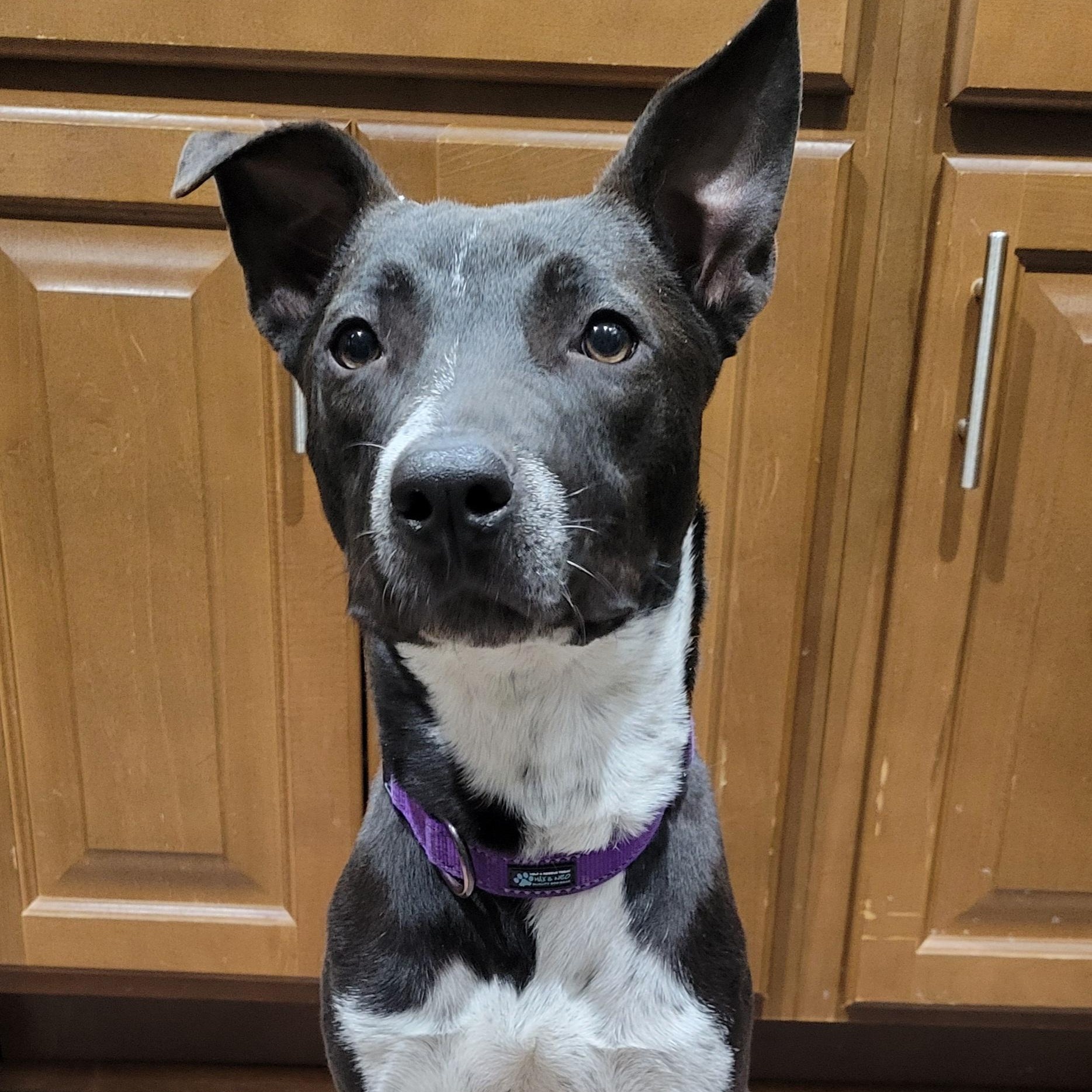 Enlarge Sasha, a Adoptable mixed breed in Jackson, NJ image 3/4