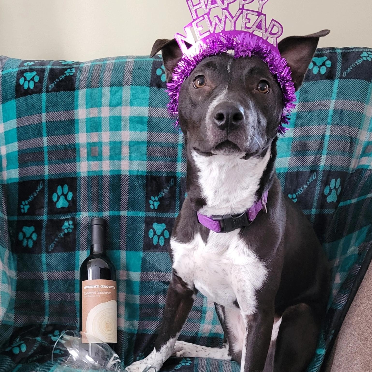 Enlarge Sasha, a Adoptable mixed breed in Jackson, NJ image 4/4