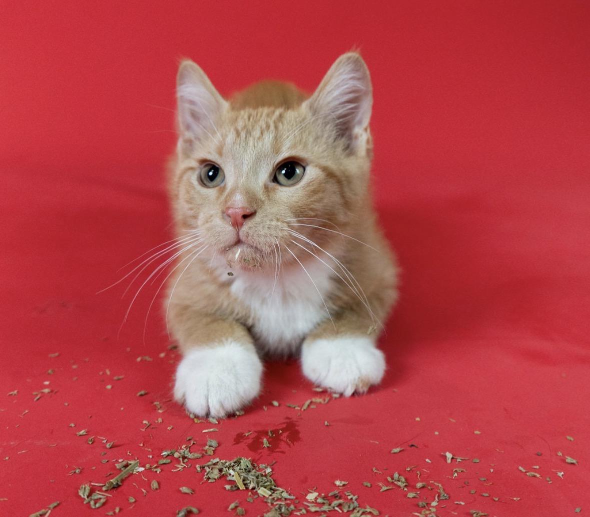 Hermes, a ADOPTABLE Domestic Short Hair in Little Falls, MN image 1/3