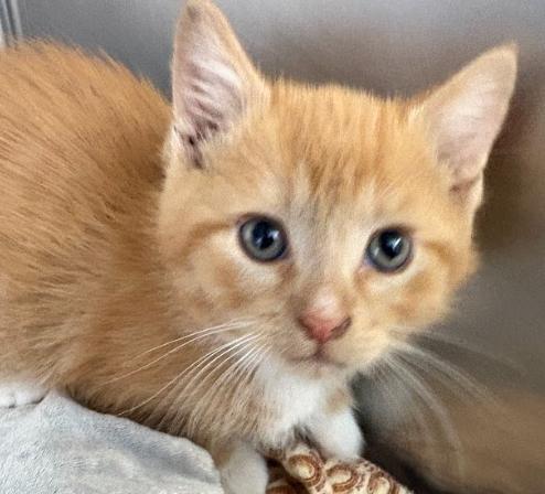 Hermes, ADOPTABLE, Young Male Domestic Short Hair.