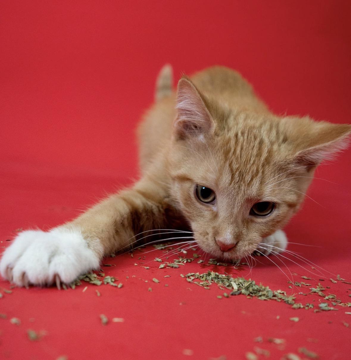 Hermes, a ADOPTABLE Domestic Short Hair in Little Falls, MN image 3/3