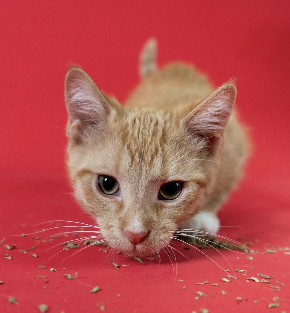 Hermes, a ADOPTABLE Domestic Short Hair in Little Falls, MN image 2/3
