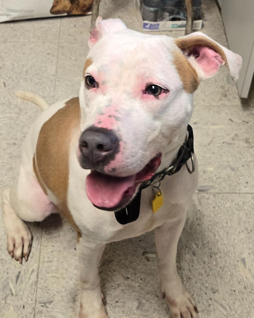 LUAU, Adoptable, Young Female Terrier.