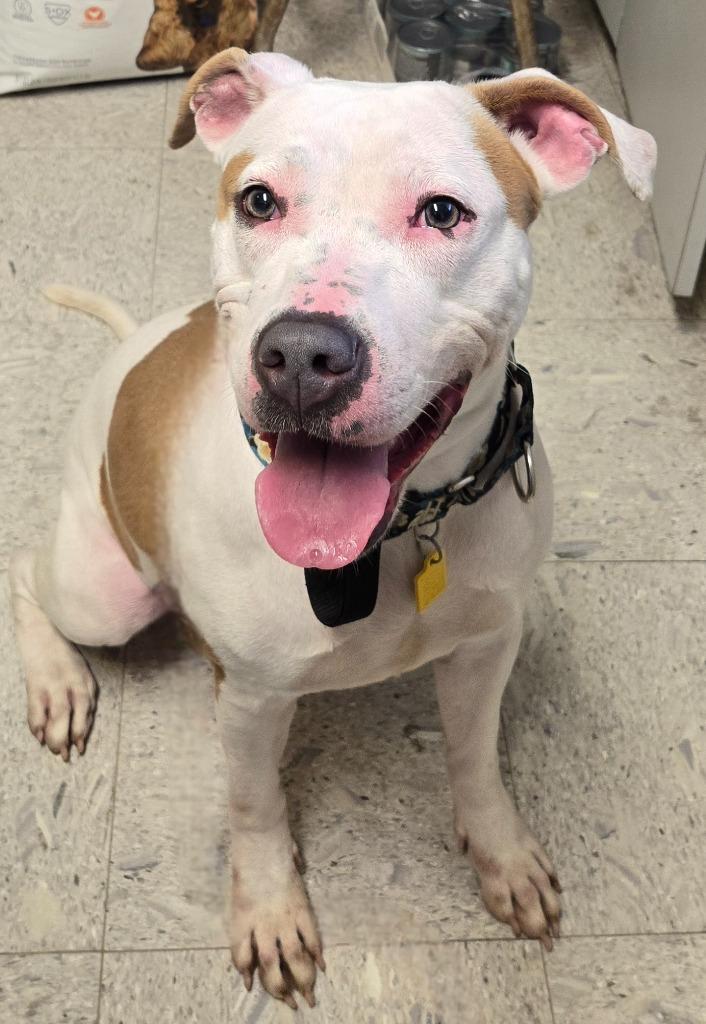 Enlarge LUAU, a Adoptable mixed breed in Sandusky, OH image 2/3