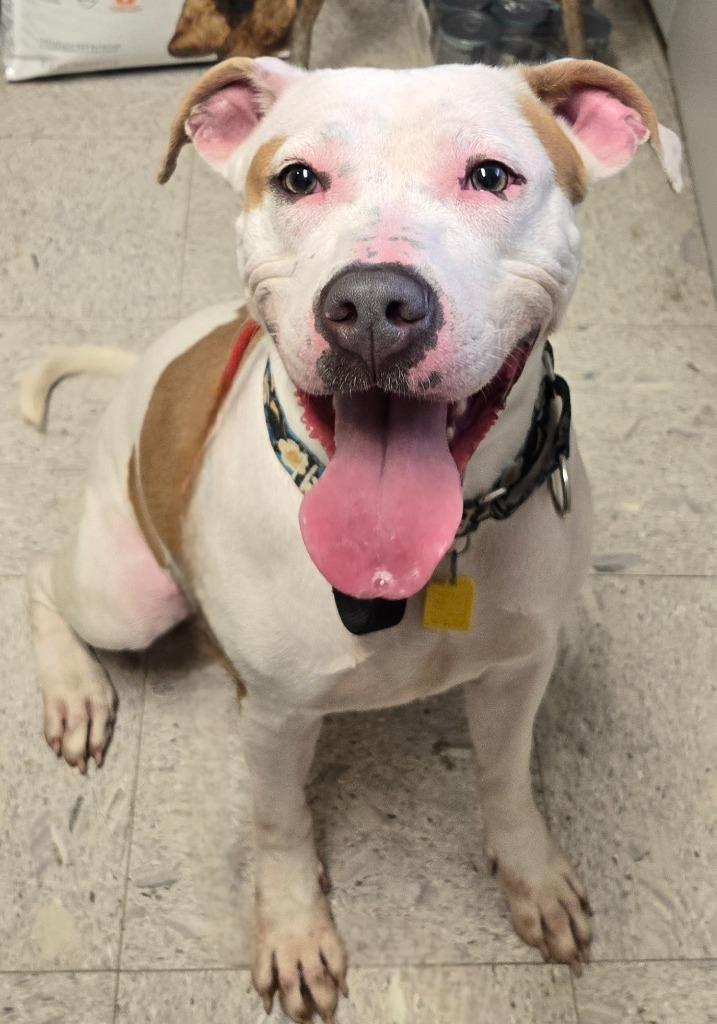 Enlarge LUAU, a Adoptable mixed breed in Sandusky, OH image 3/3