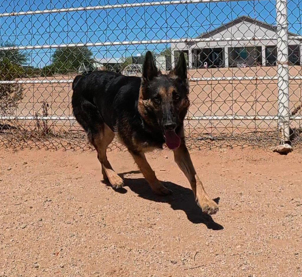 Enlarge Ziva, a Adoptable German Shepherd Dog in Queen Creek, AZ image 1/3