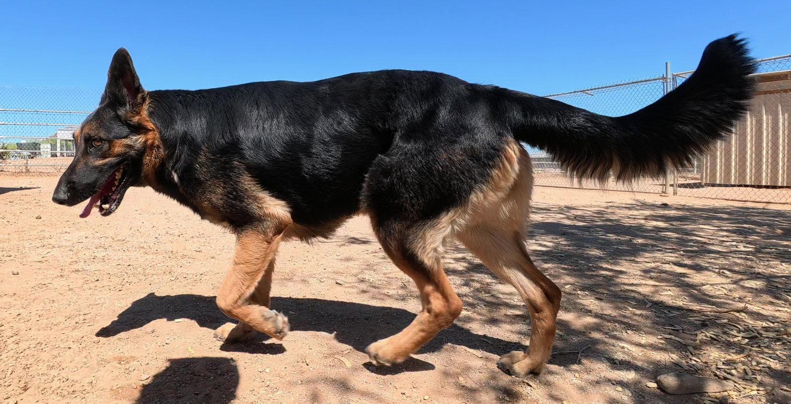 Enlarge Ziva, a Adoptable German Shepherd Dog in Queen Creek, AZ image 2/3