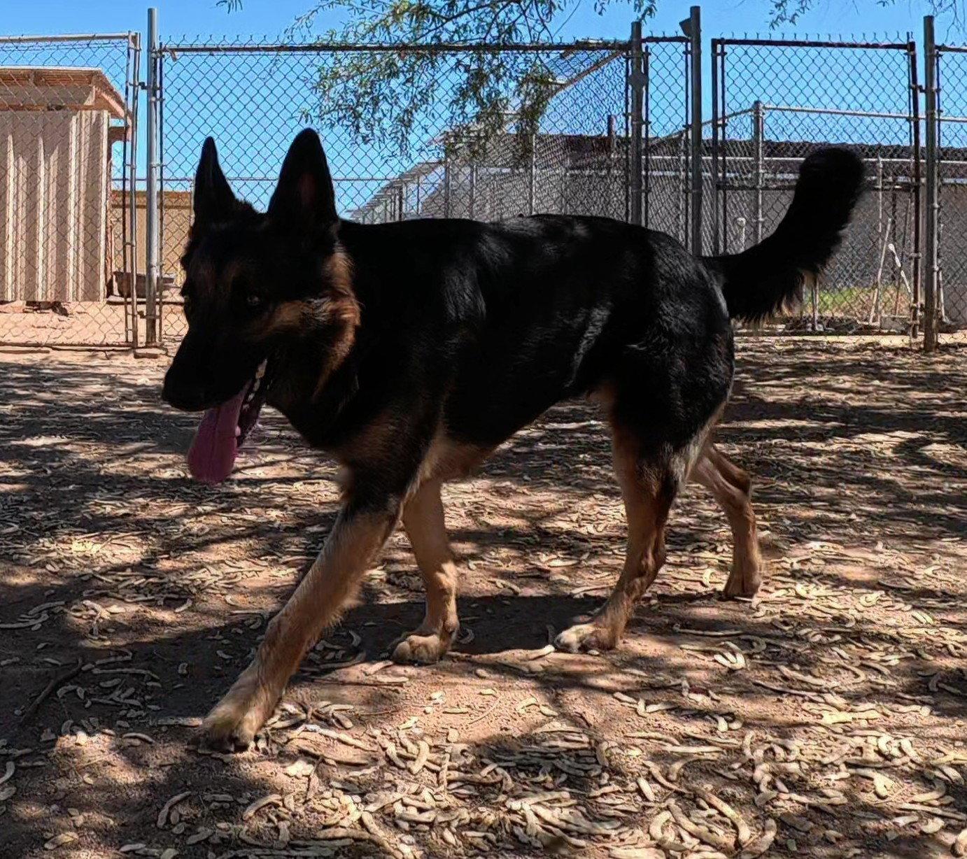 Enlarge Ziva, a Adoptable German Shepherd Dog in Queen Creek, AZ image 3/3