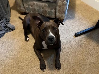 Enlarge Sandra, a Adoptable mixed breed in Ann Arbor, MI image 1/6