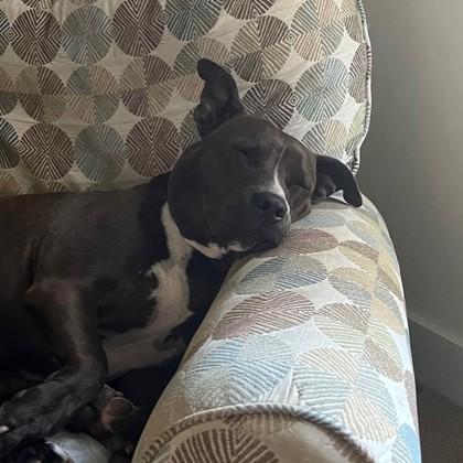 Sandra, Adoptable, Adult Female Pit Bull Terrier & Mixed Breed.