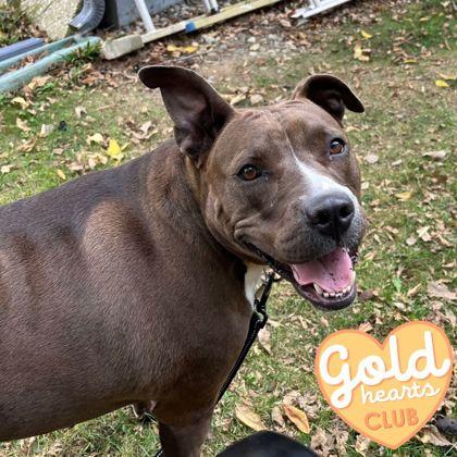 Enlarge Sandra, a Adoptable mixed breed in Ann Arbor, MI image 4/6