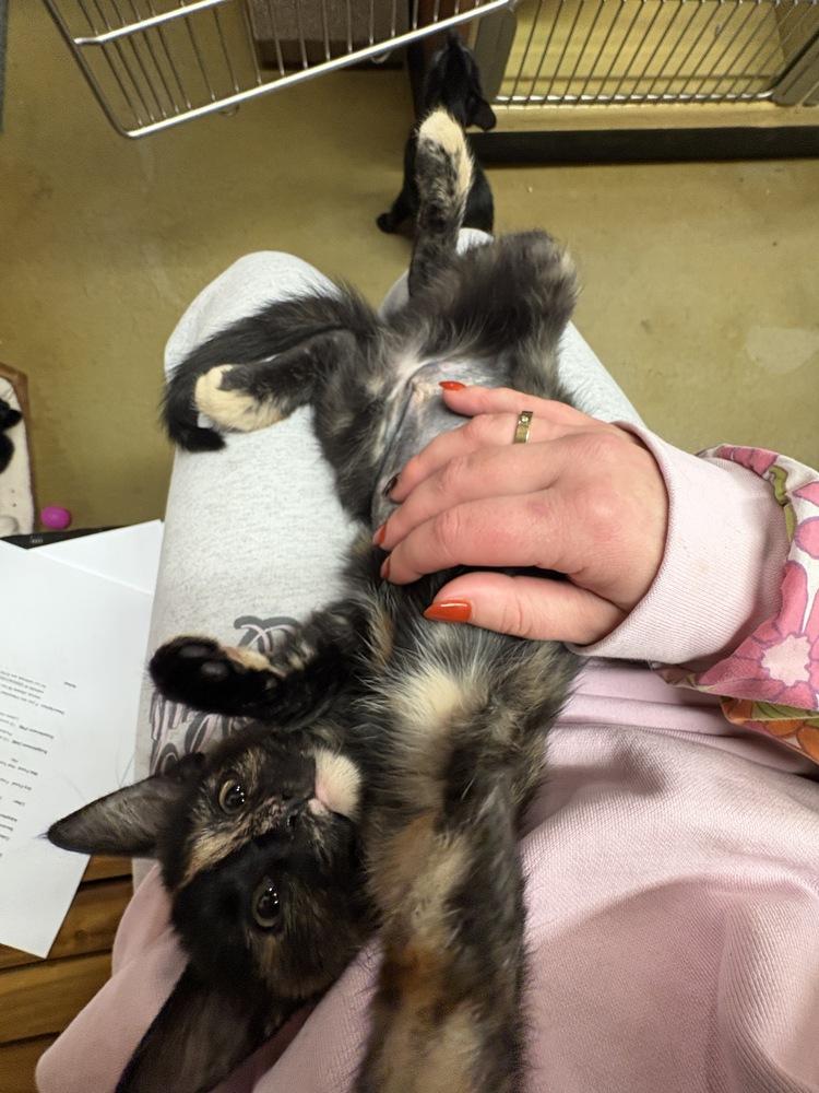 Enlarge Cyndi Lauper, a Adoptable Domestic Short Hair in North Brunswick, NJ image 2/2