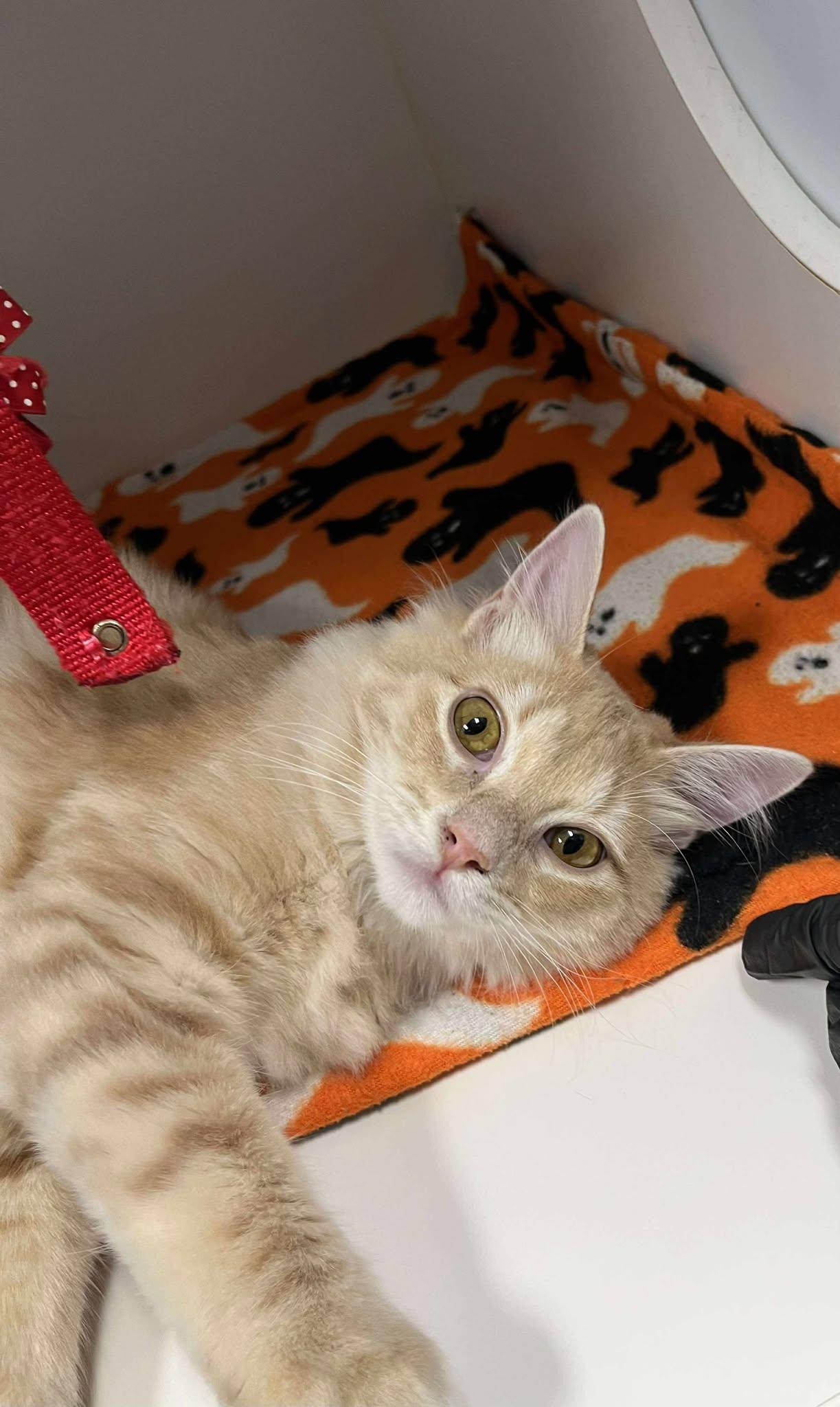 Albion: currently located for adoption: PetSmart Seattle, Adoptable, Young Female Domestic Long Hair.