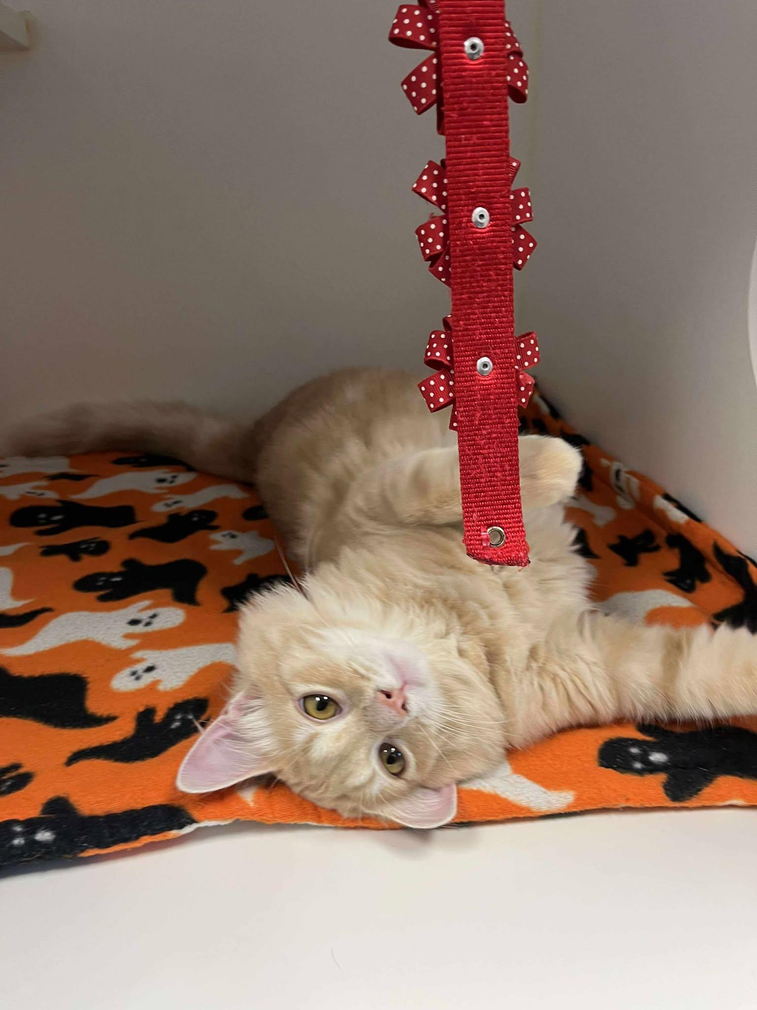 Albion: currently located for adoption: PetSmart Seattle, a Adopted Domestic Long Hair in Othello, WA image 2/5