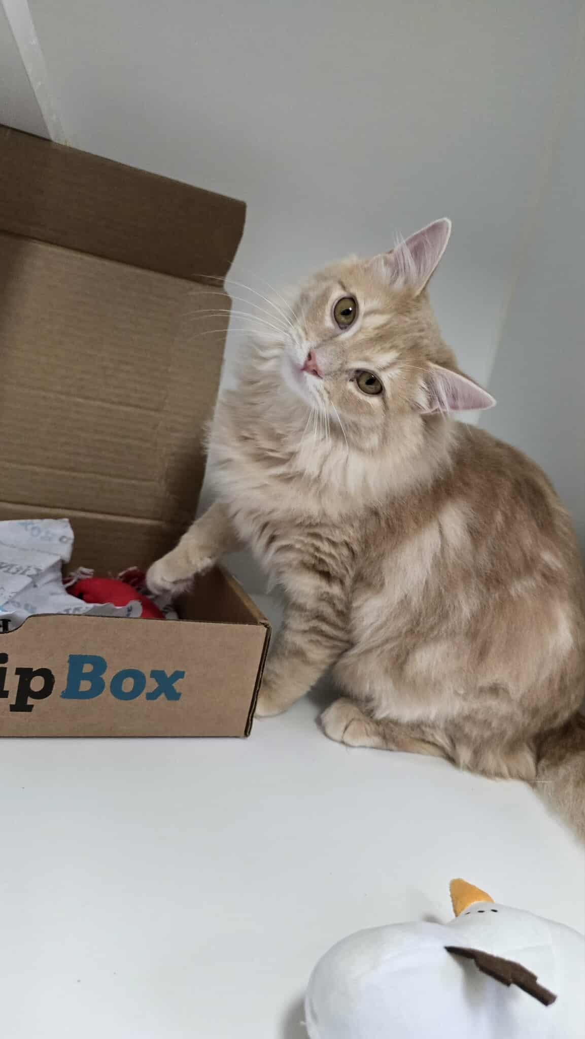 Albion: currently located for adoption: PetSmart Seattle, a Adopted Domestic Long Hair in Othello, WA image 3/5