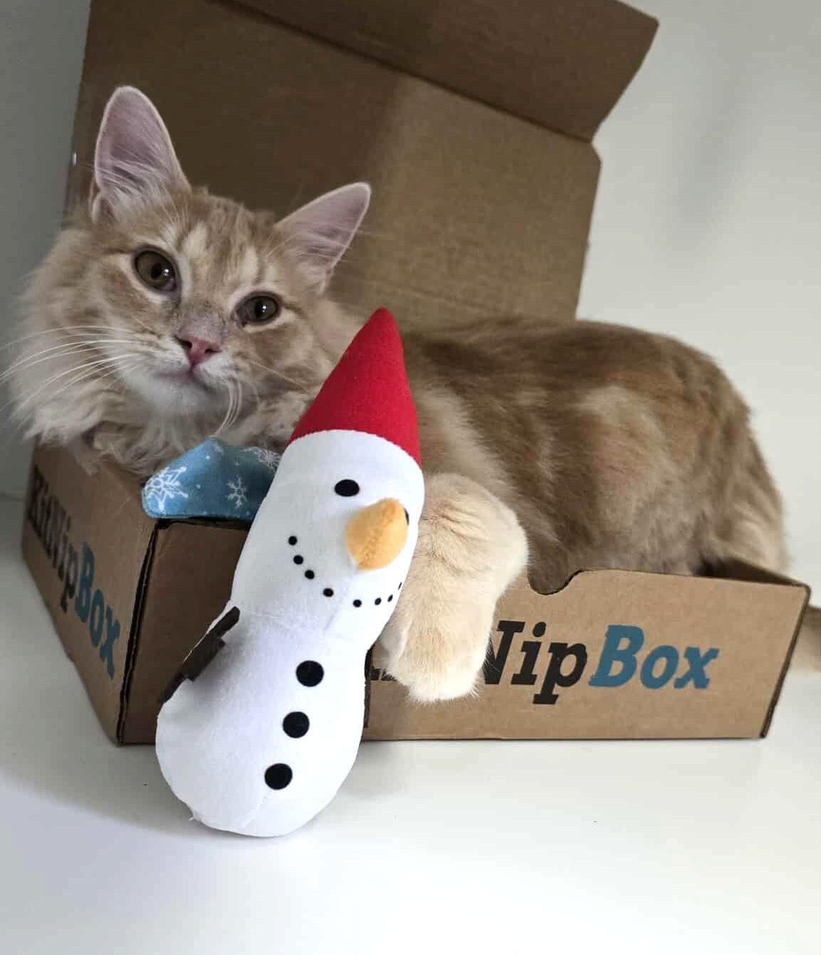 Albion: currently located for adoption: PetSmart Seattle, a Adopted Domestic Long Hair in Othello, WA image 5/5